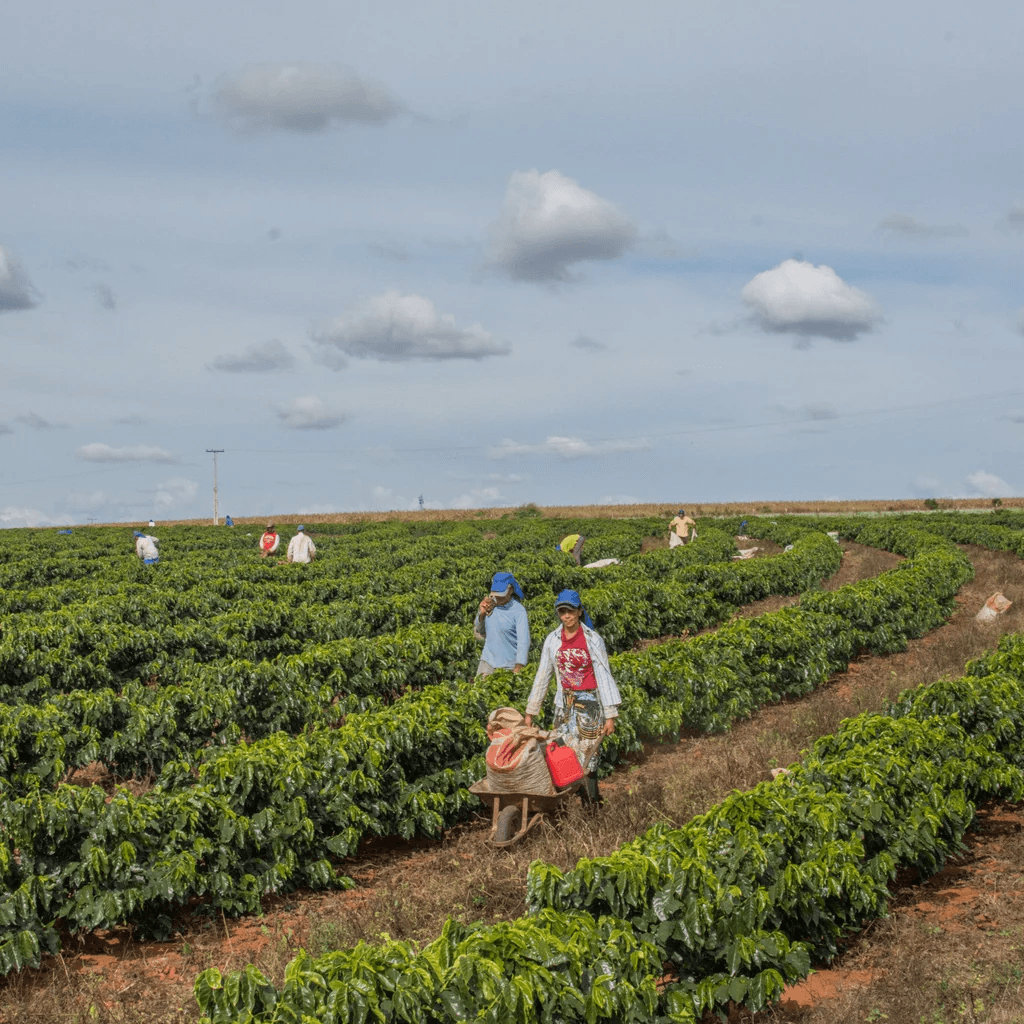 Image of Daterra Bruzzi Natural Boa Vista Farm - Cerrado Mineiro