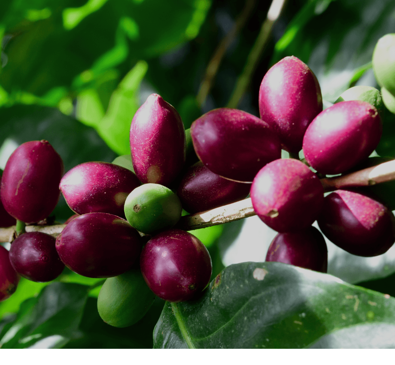 Image of King Arthur Geisha