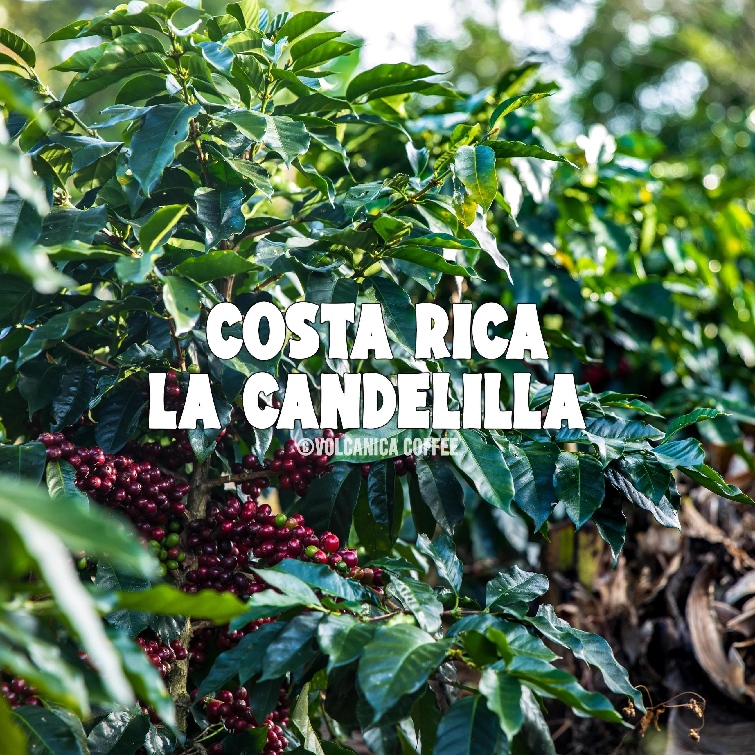 Image of Costa Rica La Candelilla Coffee
