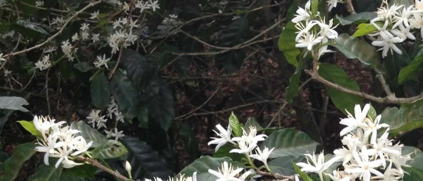 Image of El Salvador Caballeros