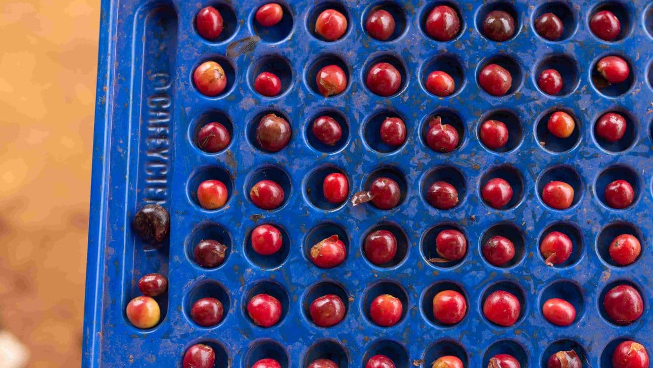 Image of Sironko Pure Natural