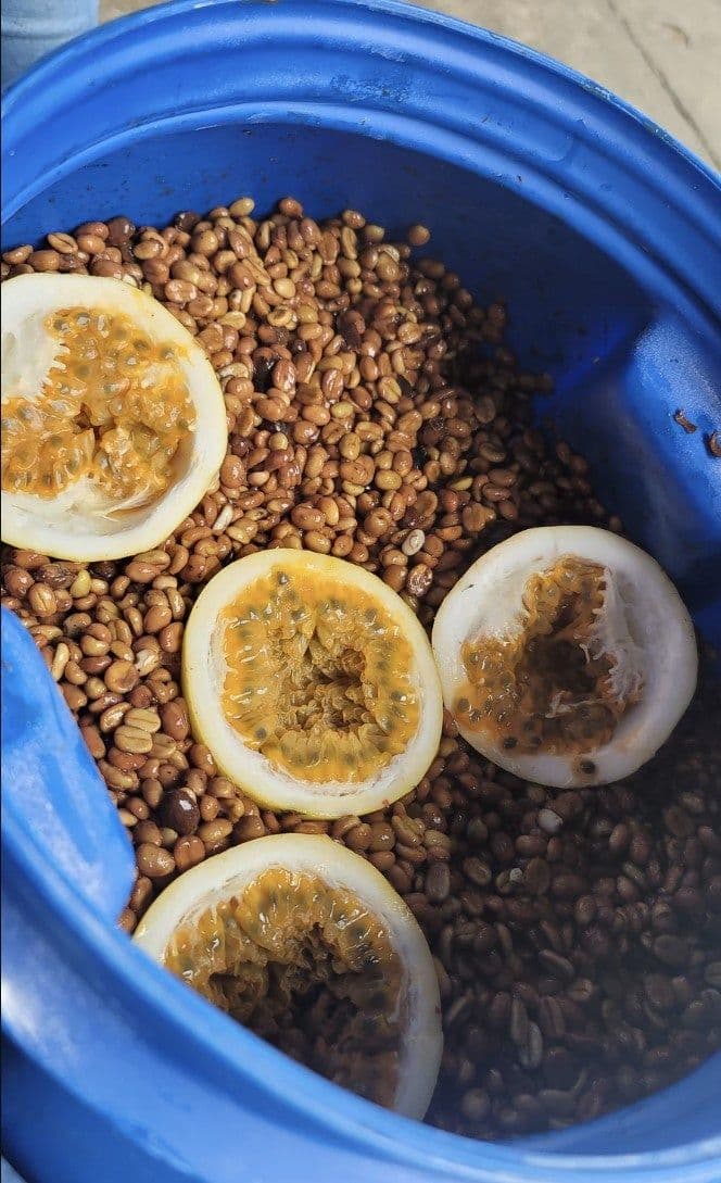 Image of Colombia Santa Monica Passion Fruit Honey