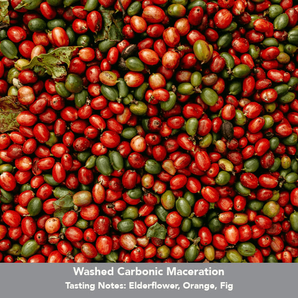 Image of Colombia Mikava Santuario Washed Carbonic Maceration