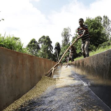 Image of Kenya Nyeri Maganjo AA