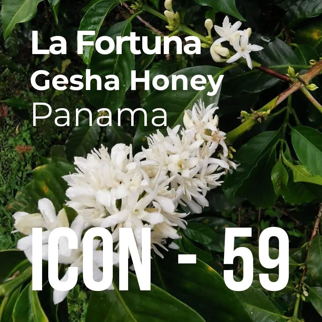 Image of Icon 59 La Fortuna Gesha Honey