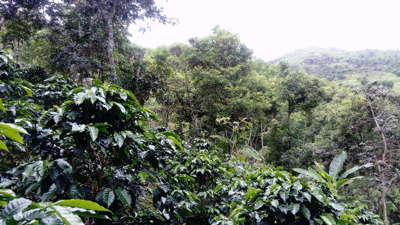 Image of Ecuador Mitad del Mundo - Cold Brew