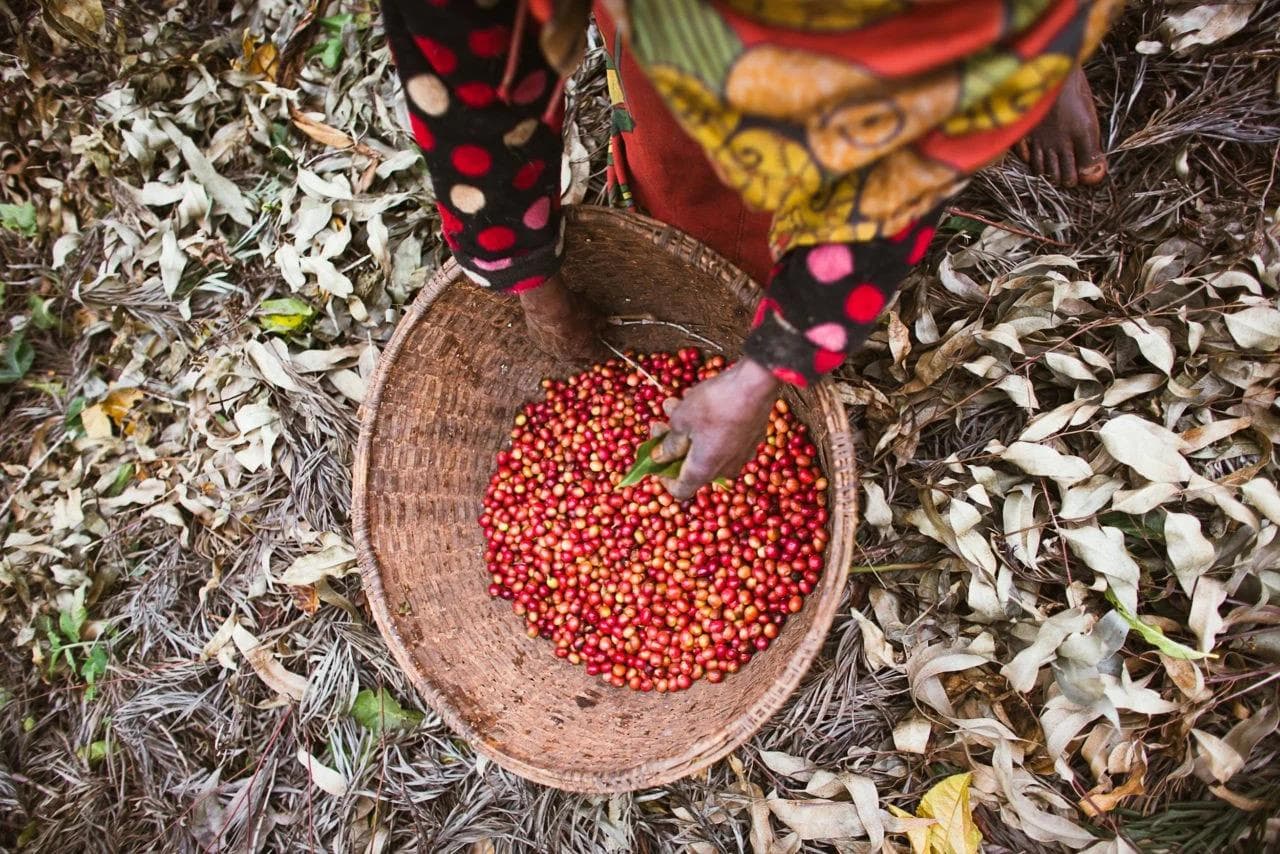 Image of Burundi Kayanza Ninga Giku Anaerobic Honey