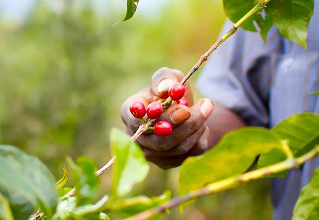 Image of Burundi Kayanza Ninga Giku Anaerobic Honey