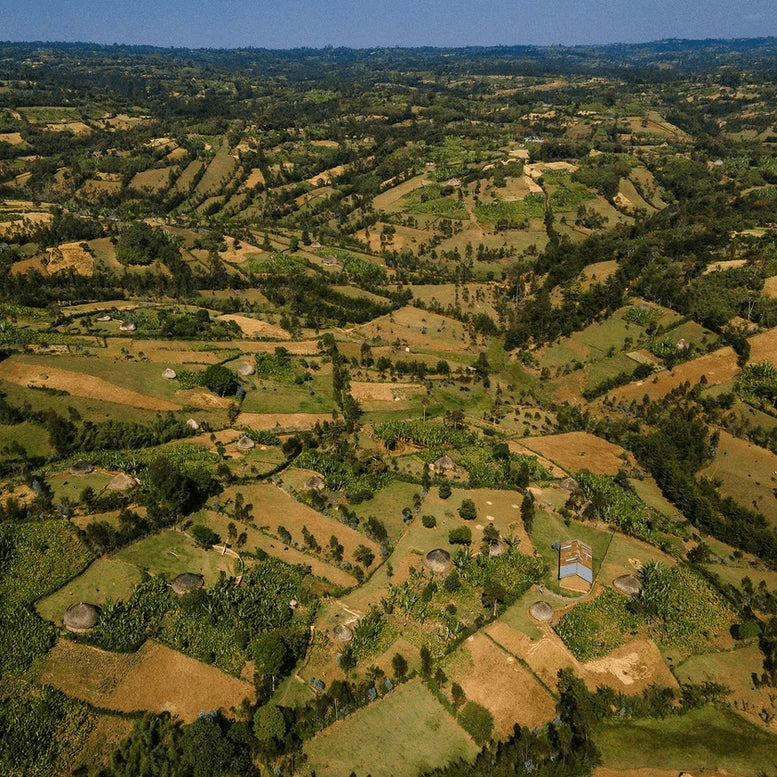Image of Ethiopia Rumudamo Natural