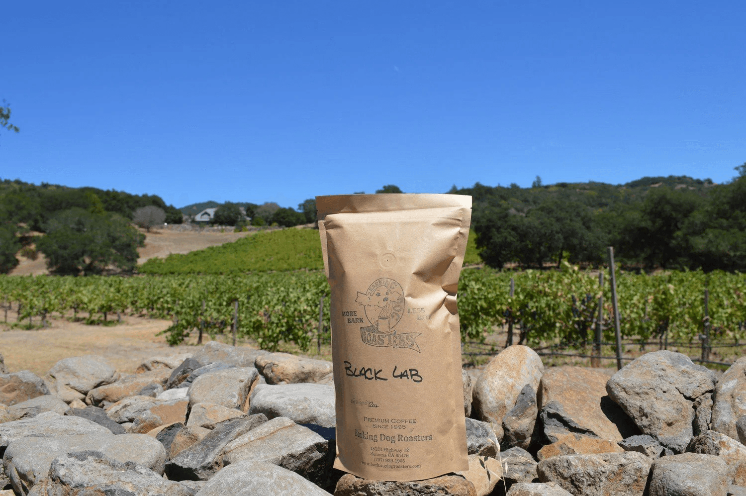 Image of Black Lab Italian