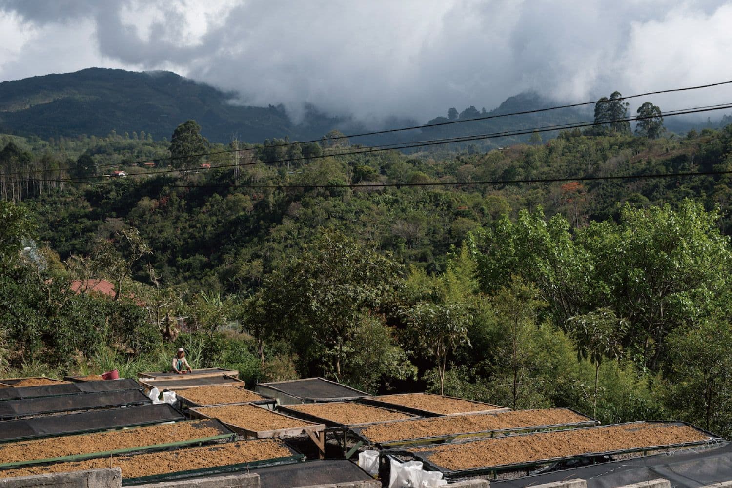 Image of Cuba Serrano Lavado