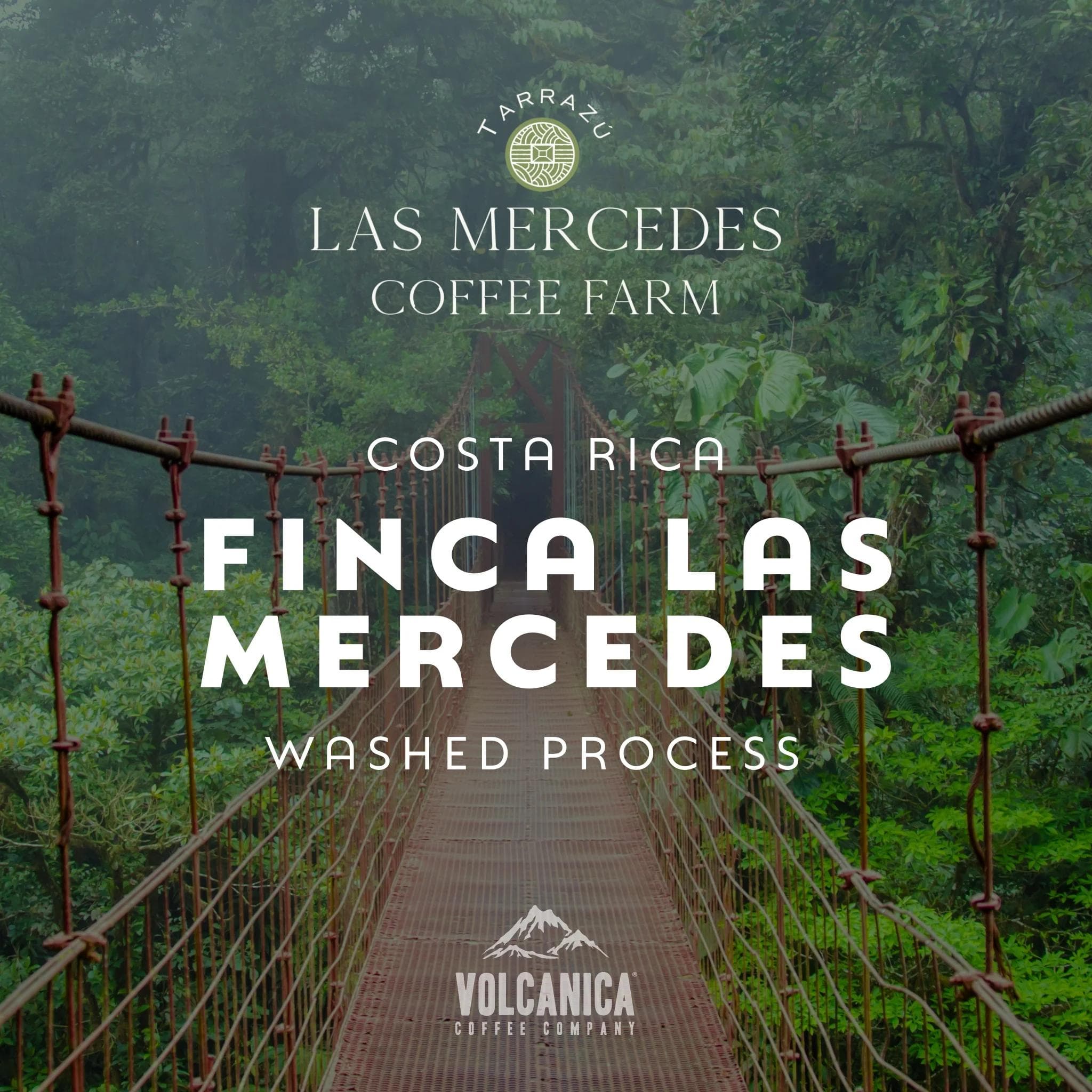 Image of Costa Rica Coffee Finca Las Mercedes Washed Process