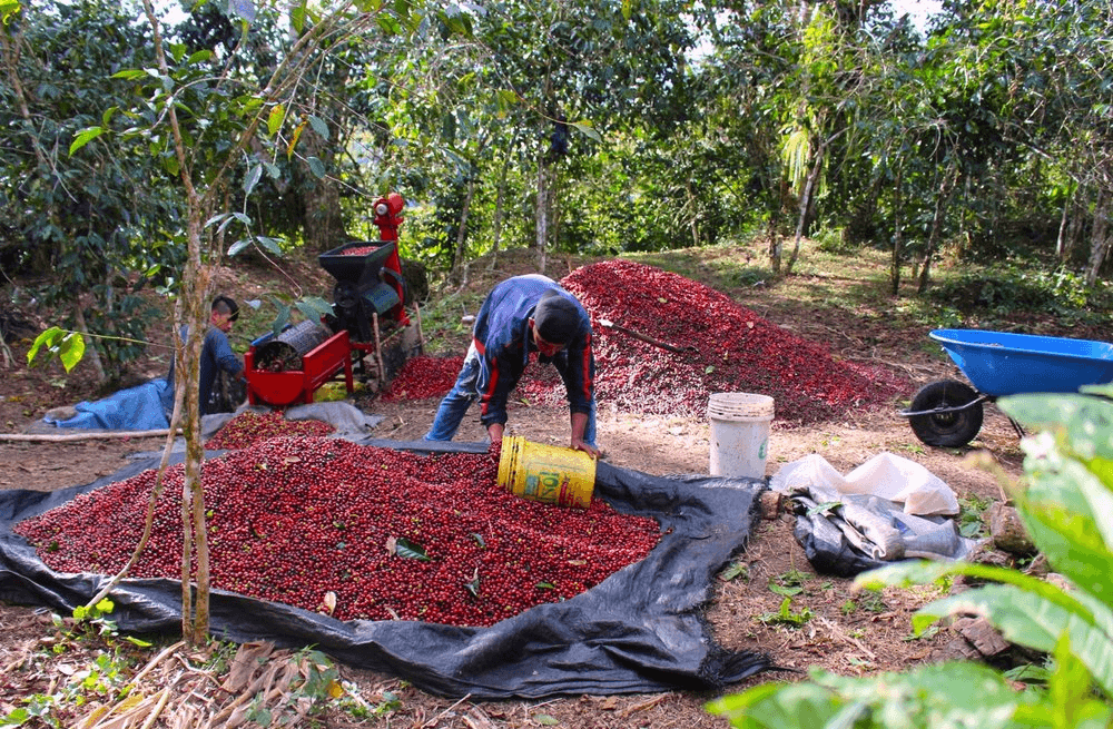 Image of Alejandro and Synthia Castaneda - Finca Tunkimayu Lot 20