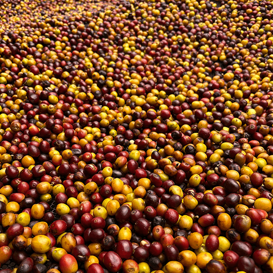 Image of Peru El Mirador Geisha Natural