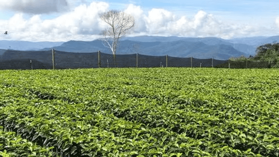 Image of Bolivia Taypiplaya