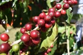 Image of Tanzania Mbeya Mwangoka