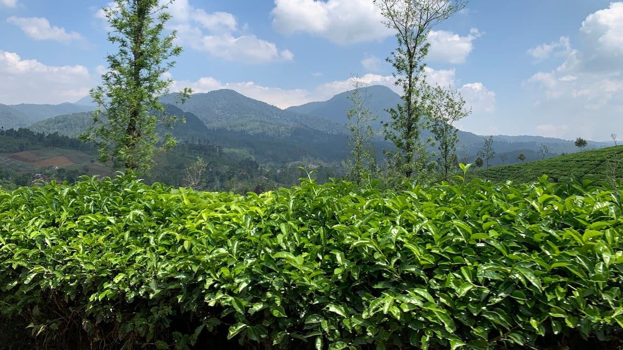 Image of Kebun Bintoha