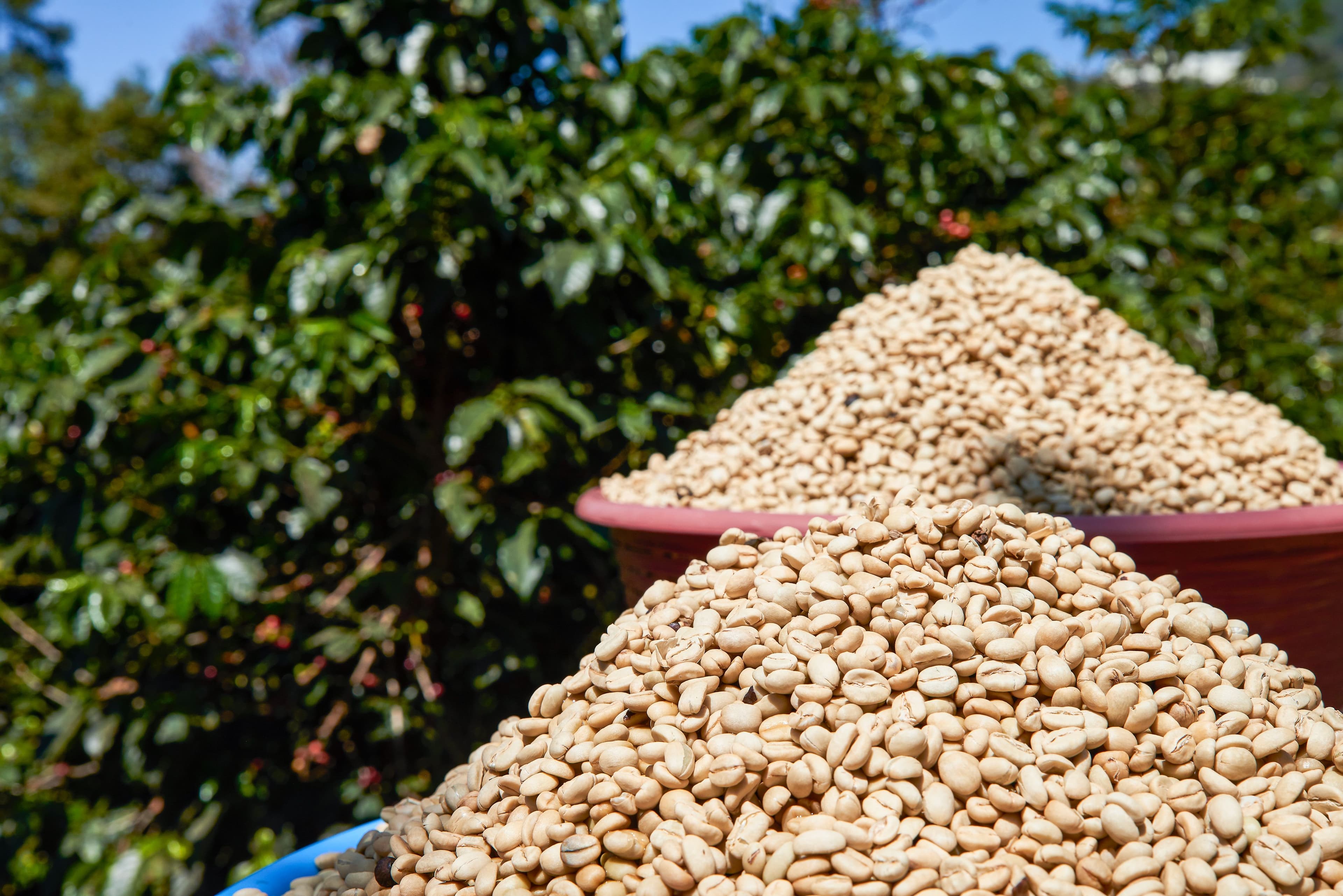 Image of Guatemala Santiago Morales