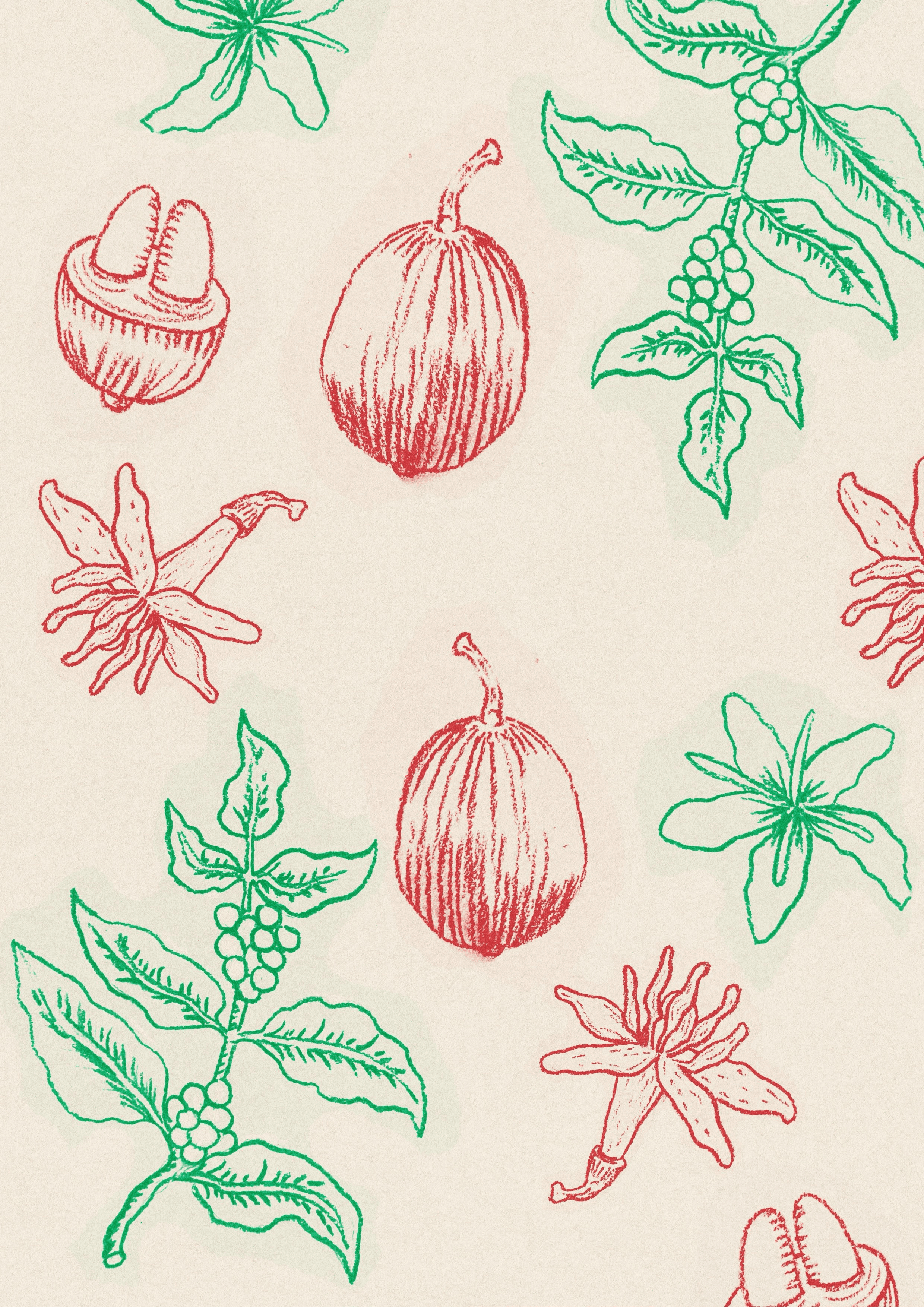 Image of Pepe Jijon TyOxy 