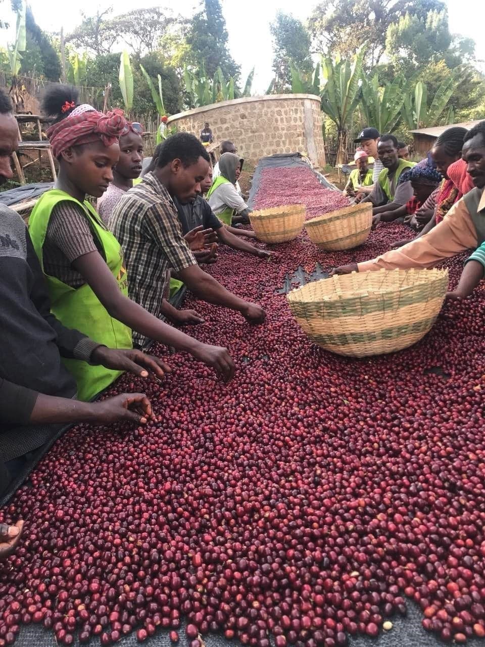 Image of Ethiopia Wuri Station Zero Defect Washed