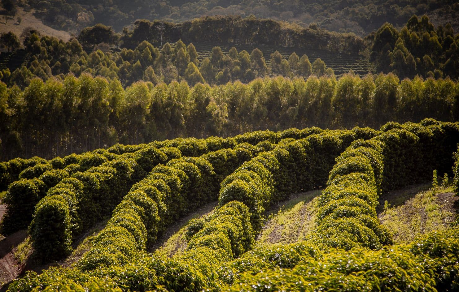 Image of Sitio Senhor Niquinho
