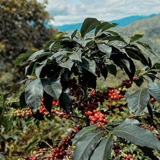 Image of Colombia Narino Geisha Libre Selection
