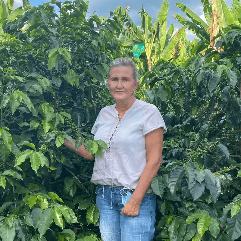 Image of Luz Helena Pink Bourbon