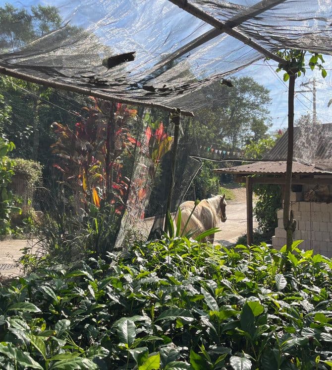 Image of Familia Pantoja