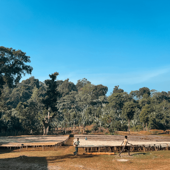 Image of Ethiopia Yirgacheffe Chelbesa Decaffeine