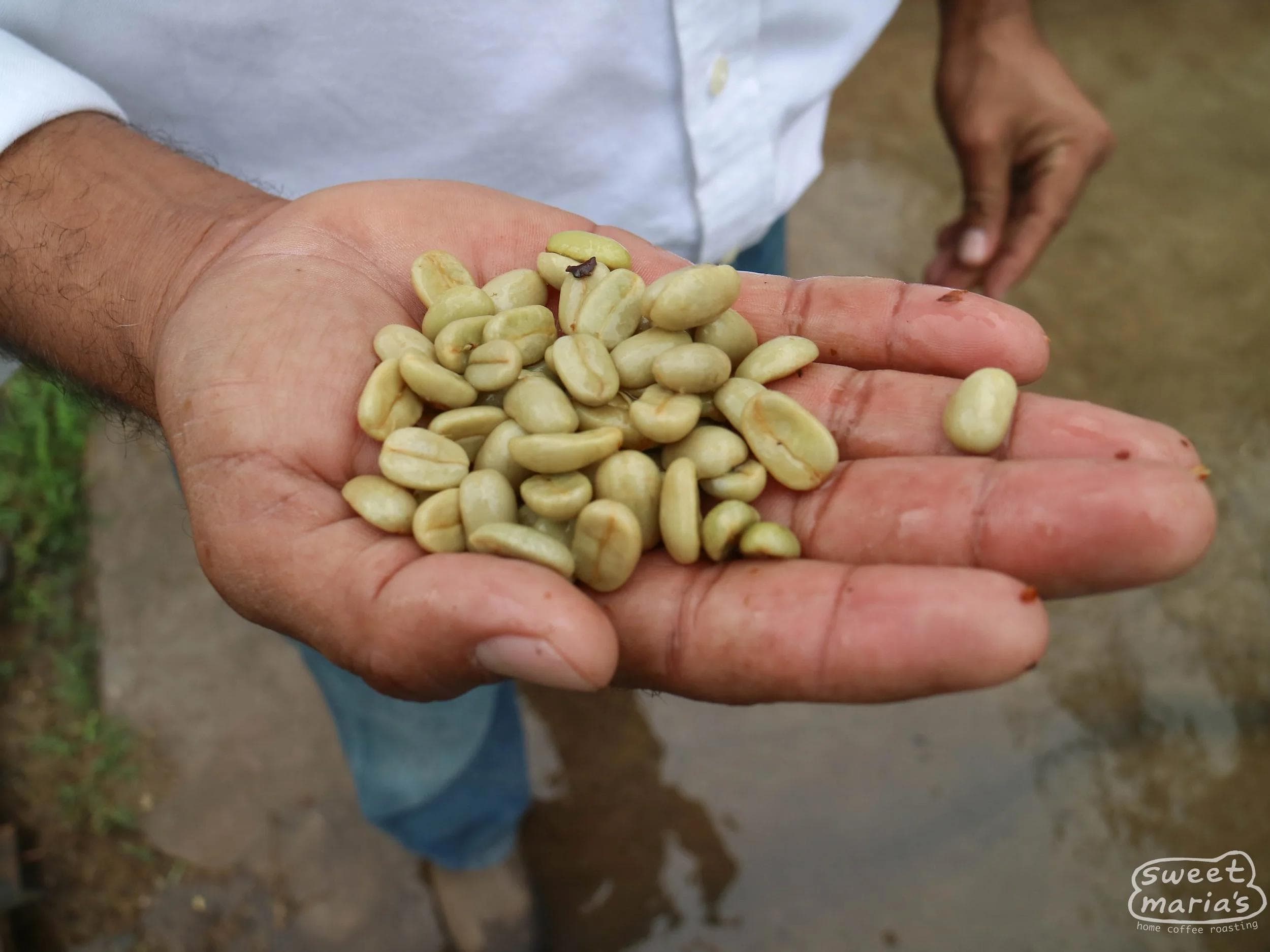 Image of Buenos Aires Maracaturra Nicaragua