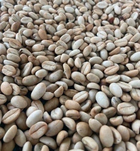 Image of India Kerehaklu Estate S9 Blossom Cultured Washed