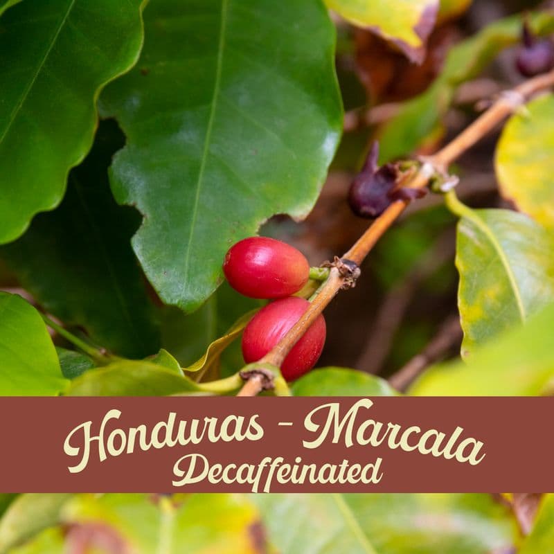 Image of Honduras Marcala Decaf