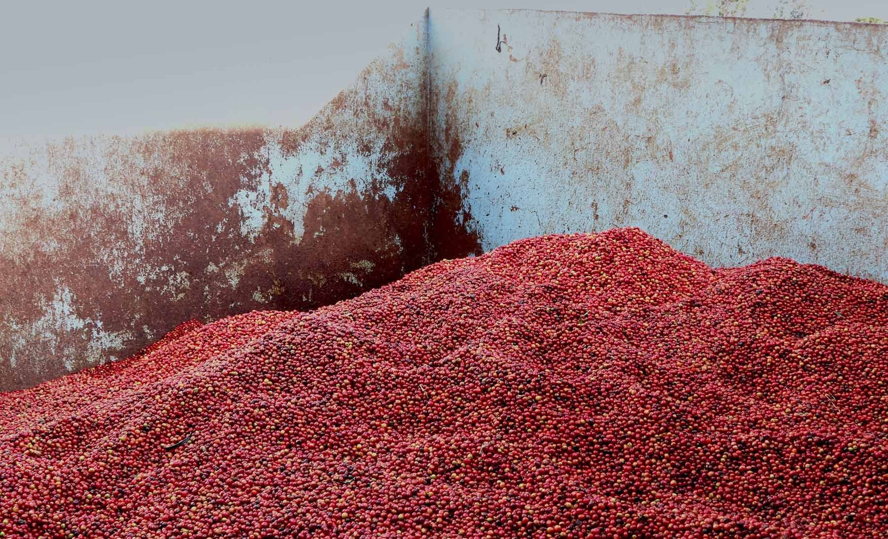 Image of Kenya Rinjagi