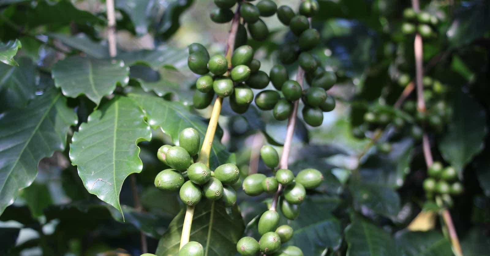 Image of Mexico Finca árboles De Guajes  Hermenegildo Ragoza & Aurelia Carrera