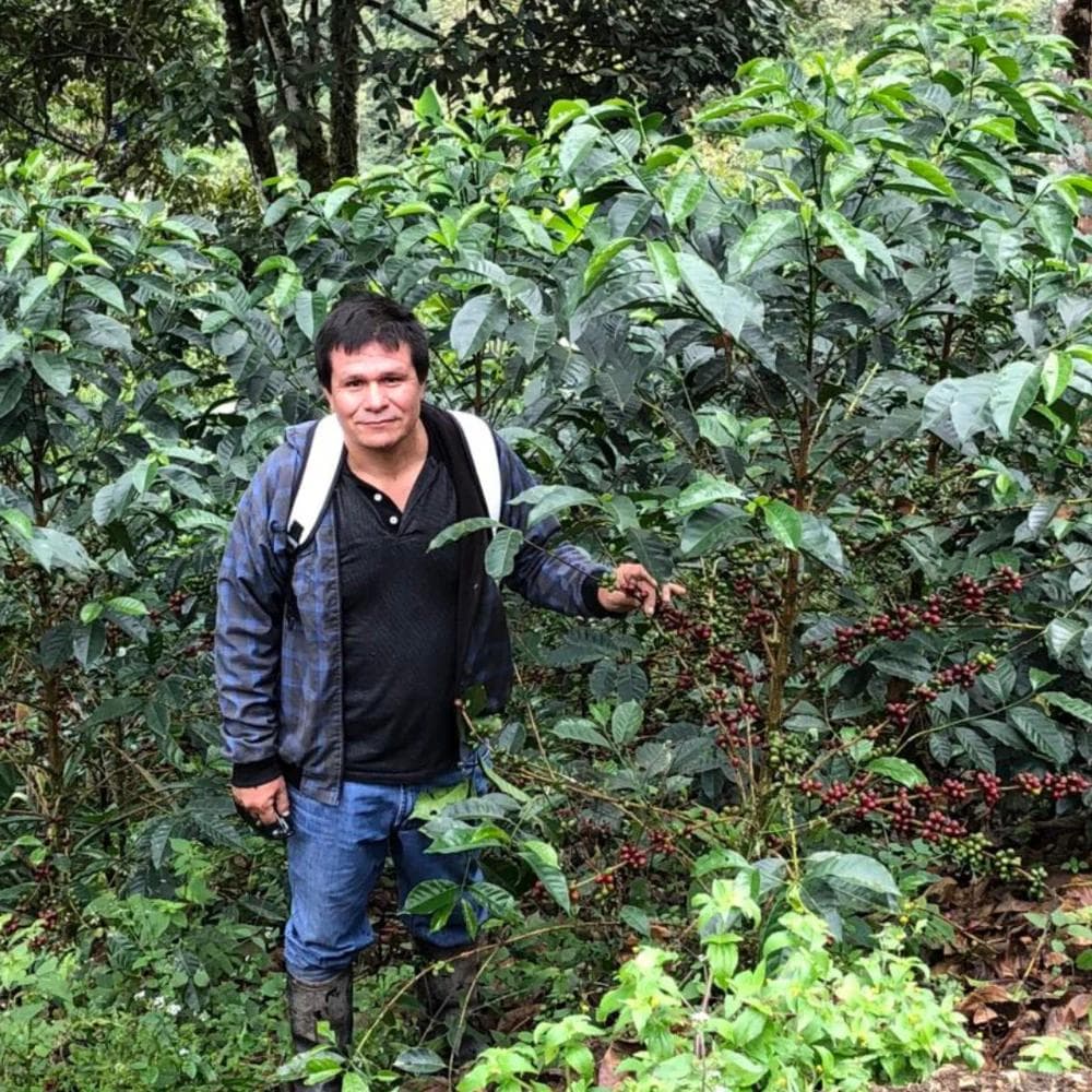 Image of Peru - Finca Los Santos - Red Honey Green Tip Geisha (COE 2023 #10 Farm)