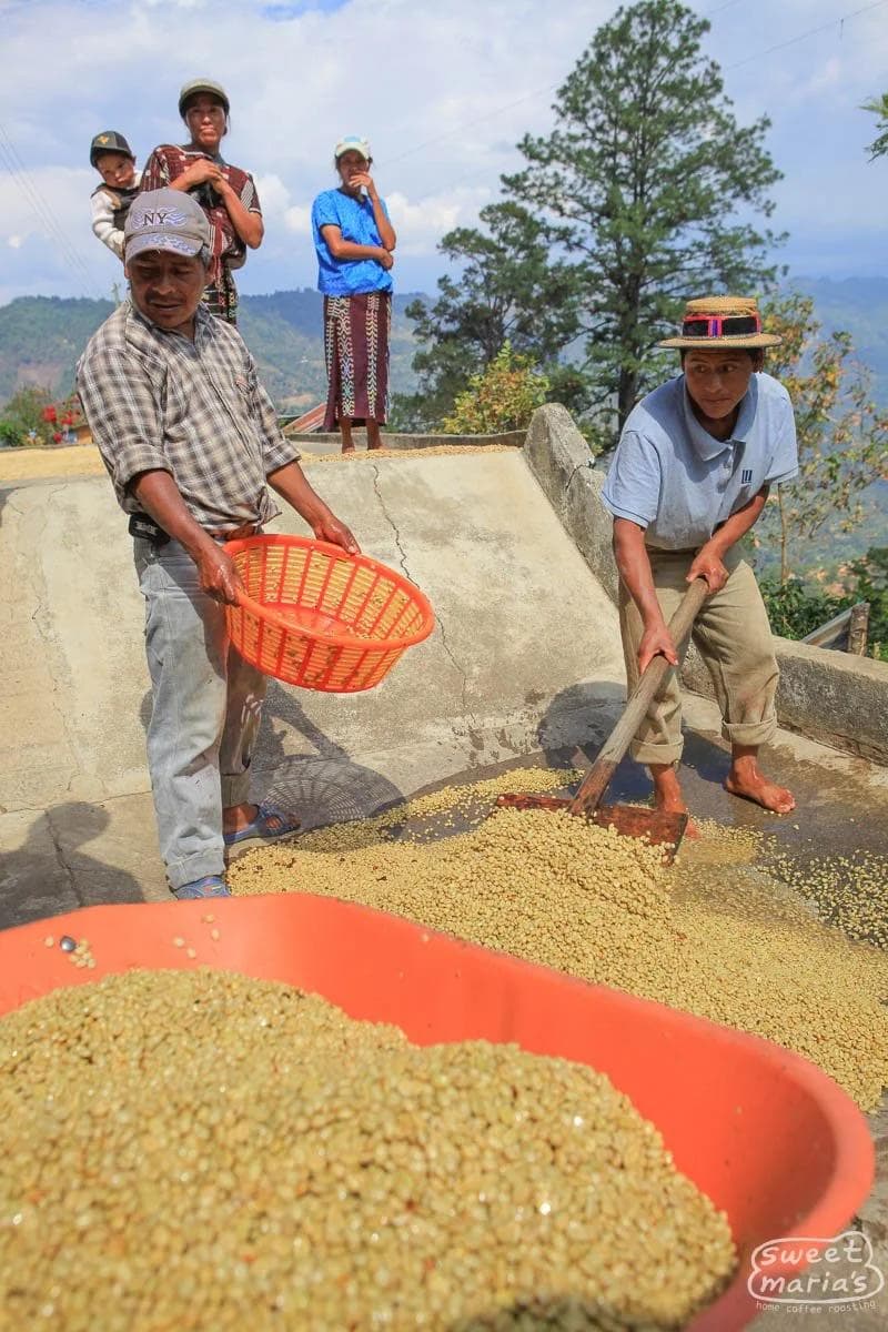Image of Finca Rosma Guatemala
