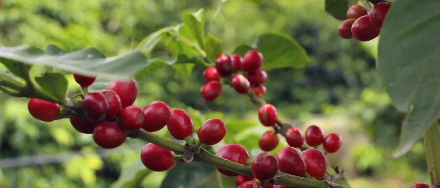 Image of Colombia Omar Herrera Soto