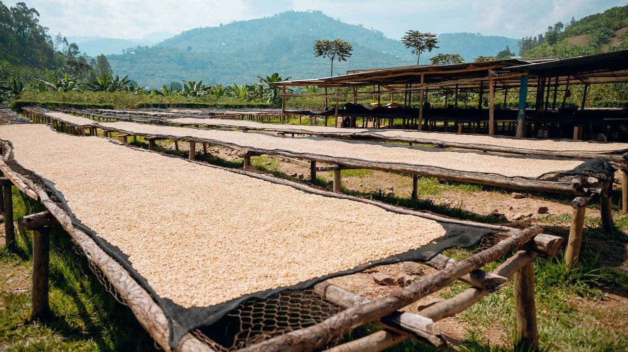 Image of Rwanda Vunga Women Producers - Cold Brew