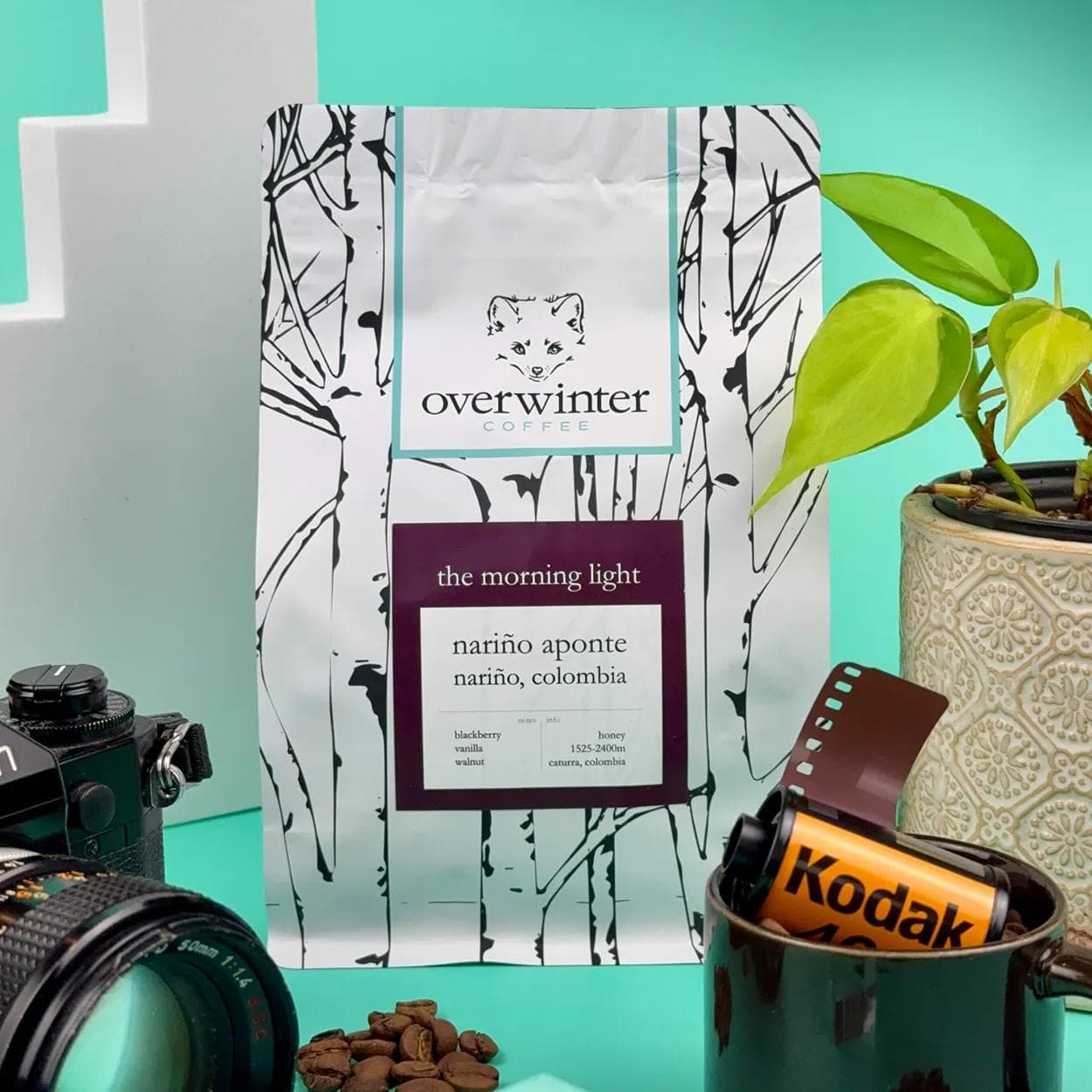 Image of The Morning Light