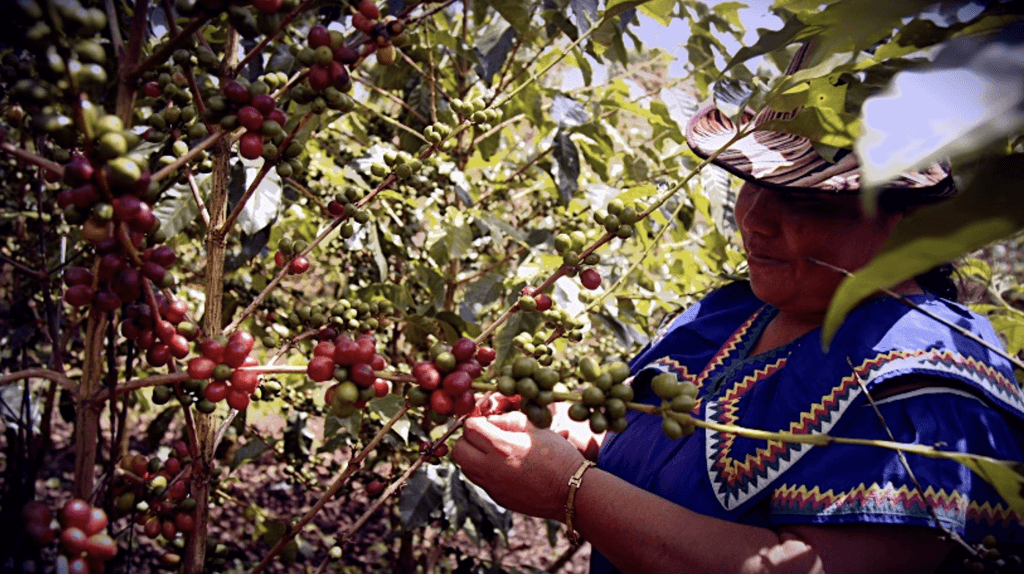 Image of La Rosita Catuai Washed Panama 2025