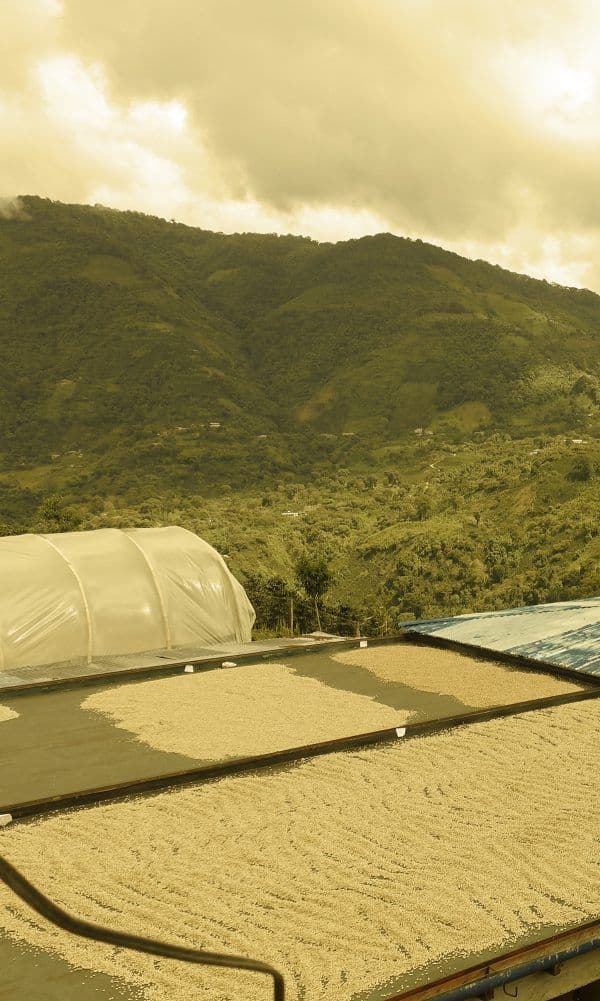 Image of Garzon Gesha