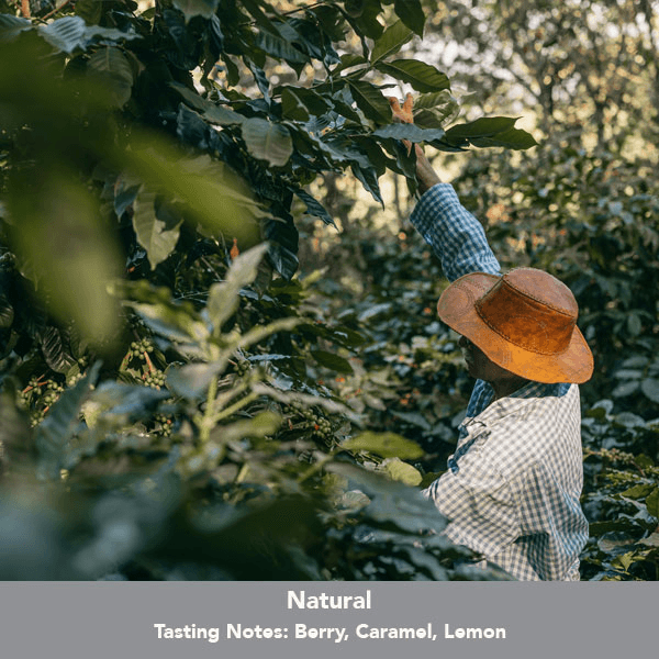 Image of Brazil Santa Clara