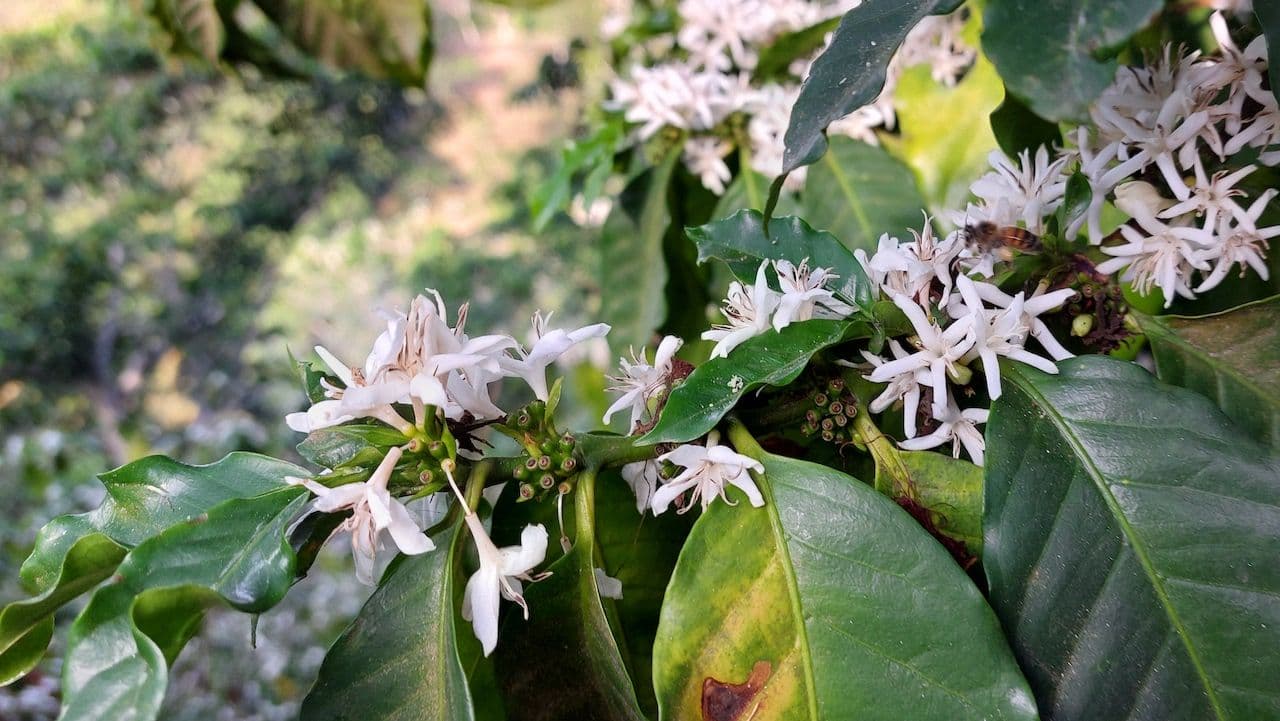 Image of El Salvador El Mural