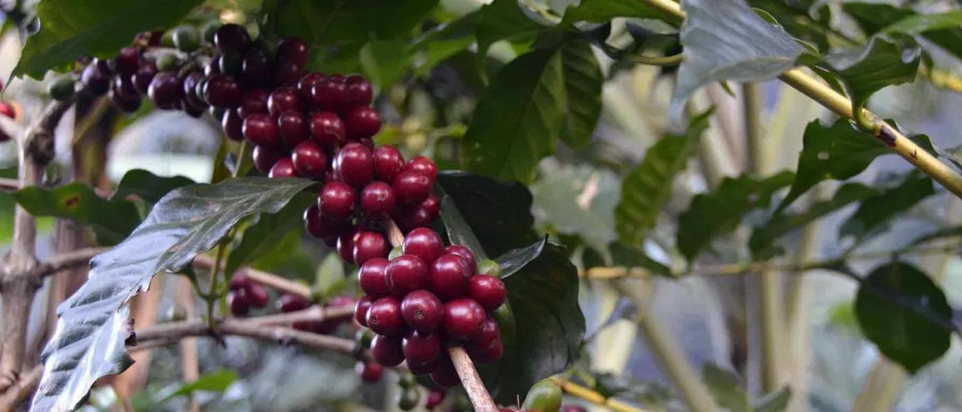 Image of Honduras El Diamante