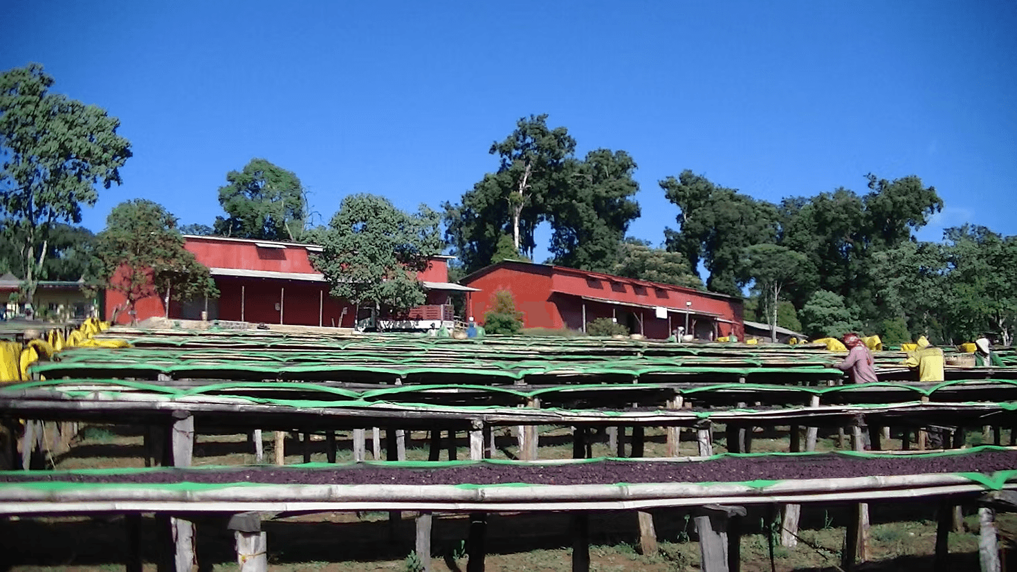 Image of Ethiopia Guji Hambela Dabaye