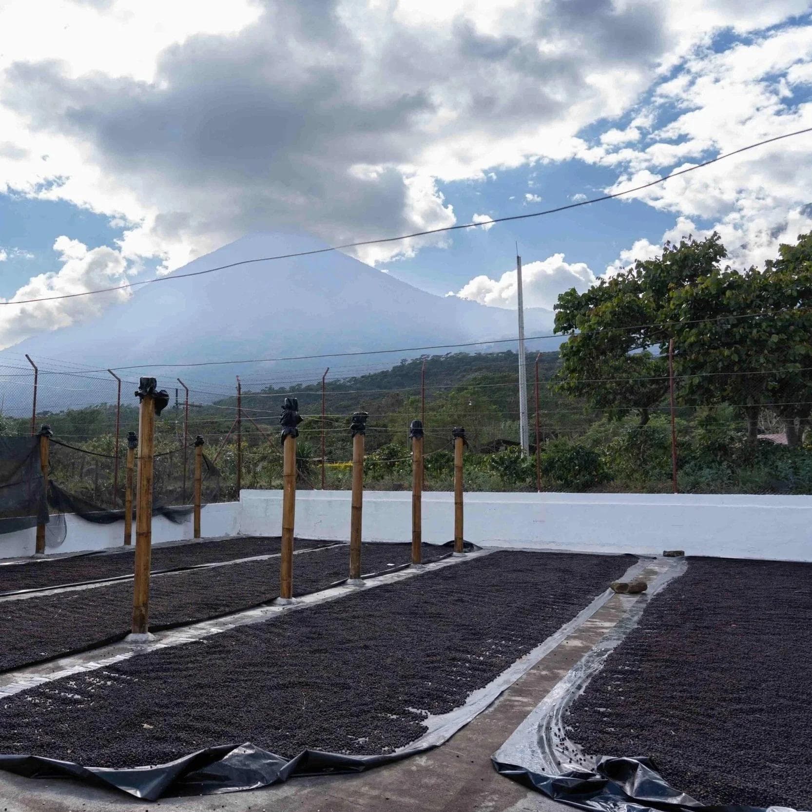 Image of Alex Herrera Caturra Anaerobic Sleeping Bag Natural Micro Lot