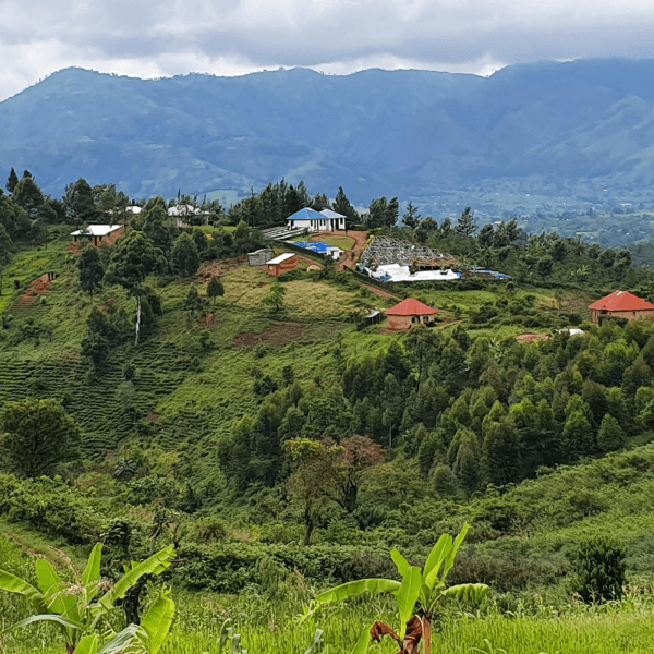 Image of Uganda Kingha Collective Honey