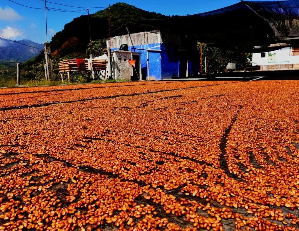 Image of Enrique Lopez - Finca Chelin Black Honey Gesha