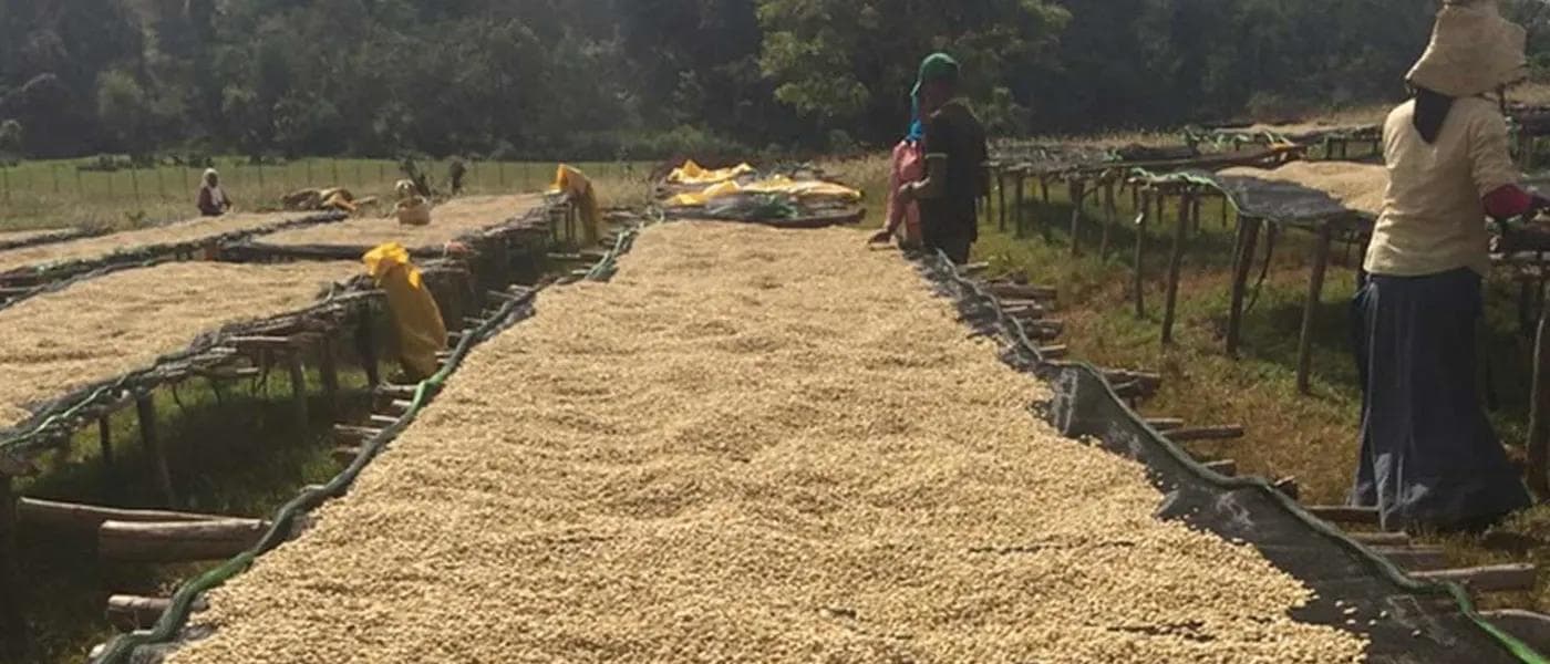 Image of Ethiopia Duromina  Lot 7