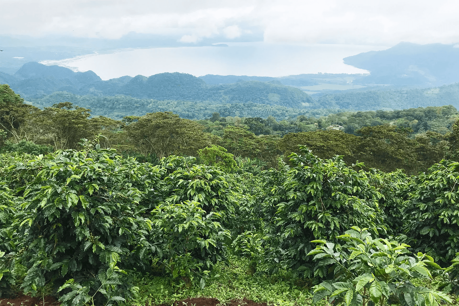 Image of Honduras Yojoa Lot 2